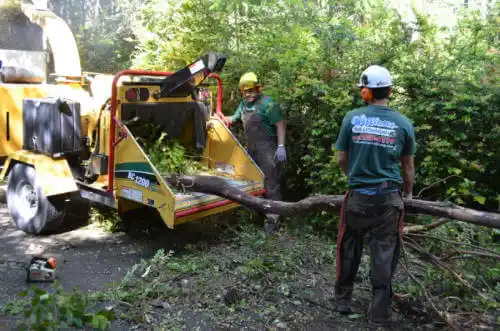 tree services East Tulare Villa